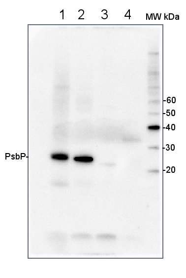 western blot using anti-PsbP antibodies